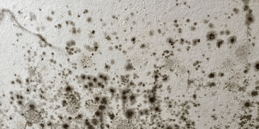 social housing damp and mould